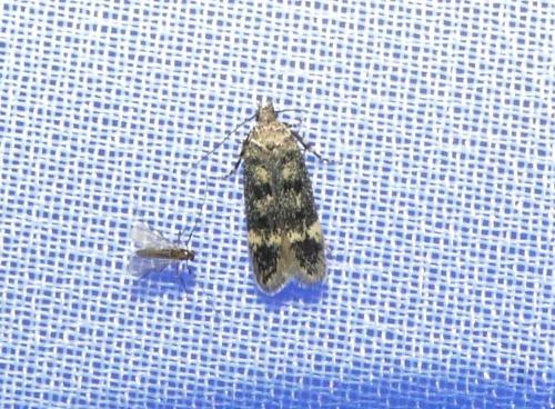 Réf. 259 808 : Bryotropha sp.